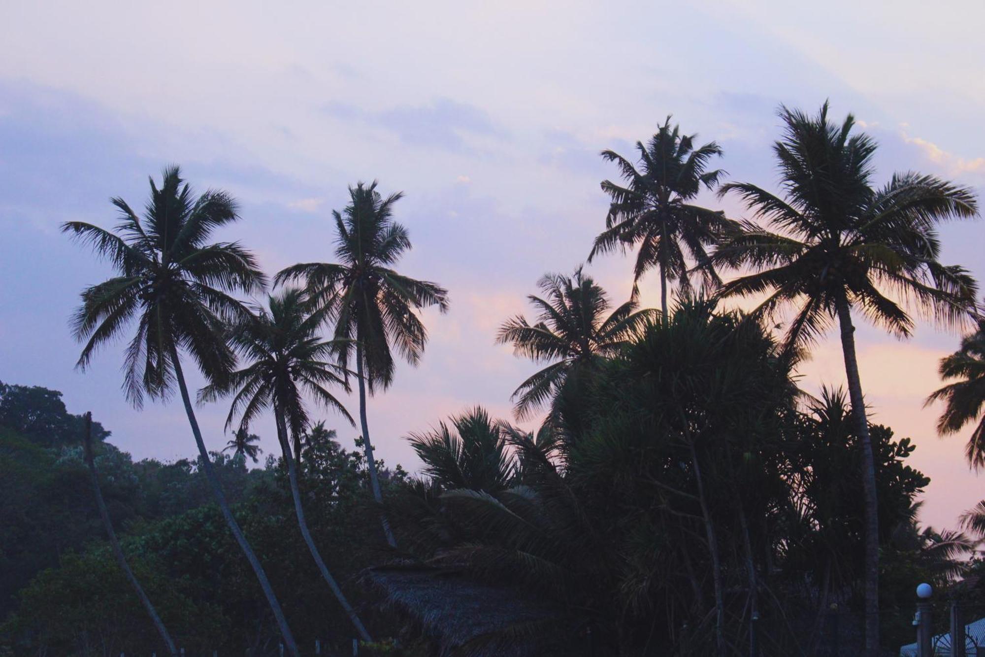 Calma - Surf, Yoga & Coffee On A Private Beach Dickwella Exterior foto
